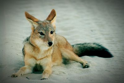 Close-up portrait of dog