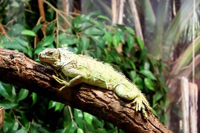 Close-up of lizard on tree