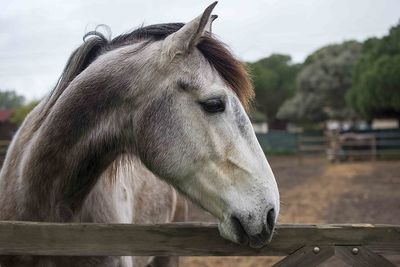 Close-up of horse in ranch