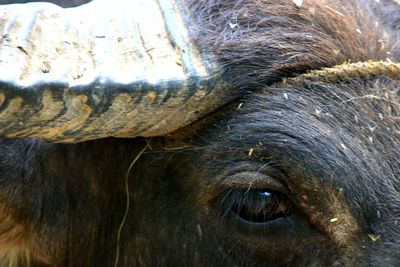 Close-up of horse eye