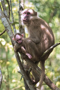 Low angle view of monkey on tree