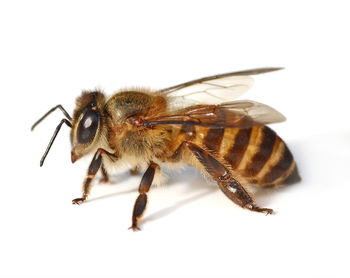 Close-up of bee over white background