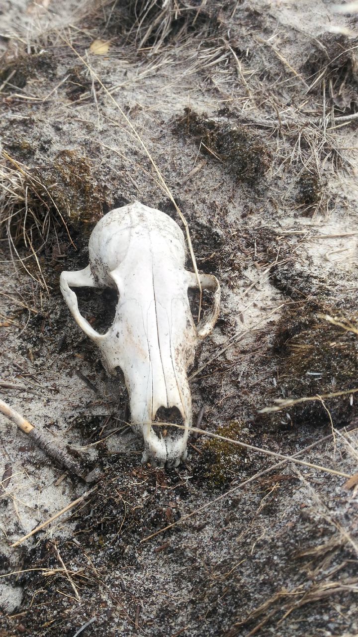 HIGH ANGLE VIEW OF ANIMAL HEAD