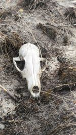 High angle view of animal skull