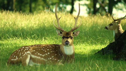 Deer in a field