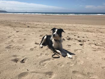 Dog running on beach against sky