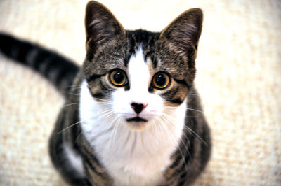 Close-up portrait of cat