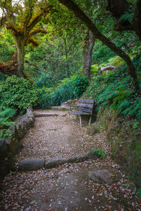 Empty bench in forest