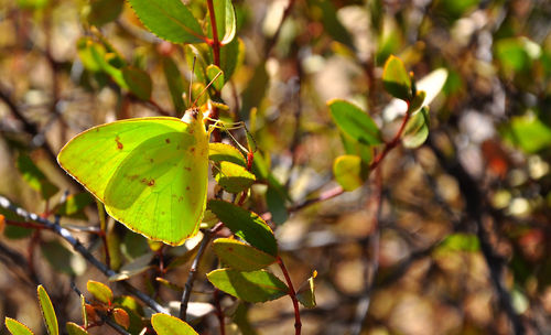 Close-up of leaves on tree