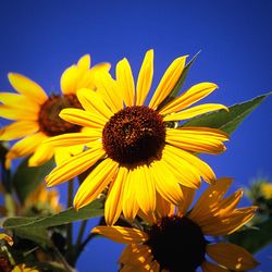 Close-up of sunflower blooming outdoors