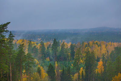 Beautiful autumn forest in northern europe. fall landscape with trees. woodland scenery in autumn.