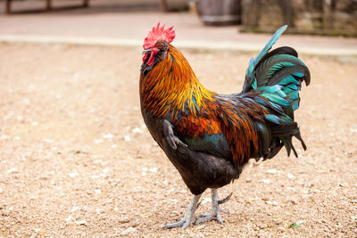 Close-up of rooster on field