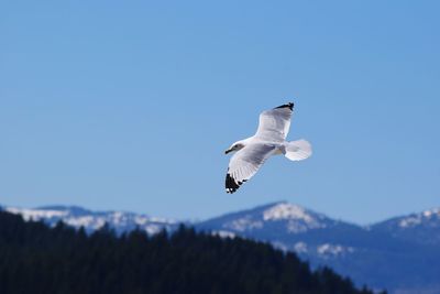 Low angle view of bird flying against clear sky