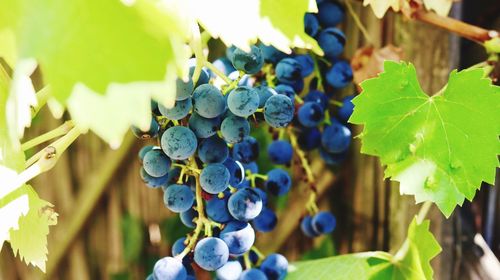 Close-up of grapes growing in vineyard