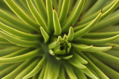 Full frame shot of plant