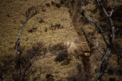 High angle view of an animal on land