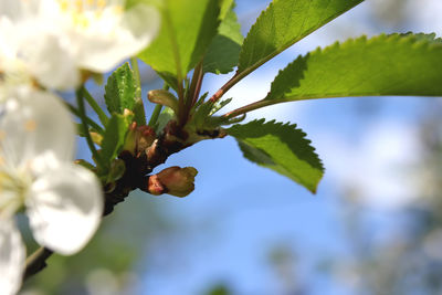 Close-up of leaves on tree