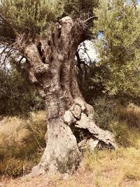 Tree trunk on field