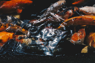 Close-up of koi fish in sea