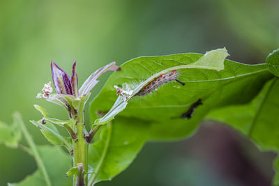 Close-up of wet plant leaves