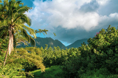 Scenic view of palm trees against sky