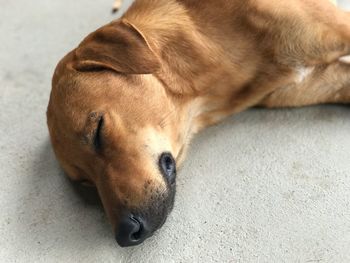 Close-up of dog sleeping