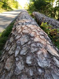 Close-up of tree trunk in forest