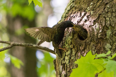 Close-up of birds perching on tree