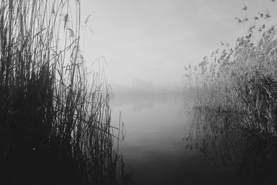 Grass growing in lake during foggy weather