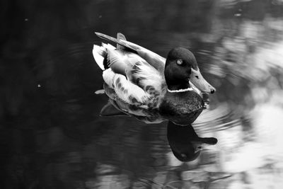 Close-up of a duck with reflection in water