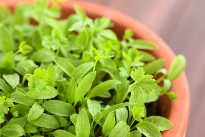 Close-up of green leaves