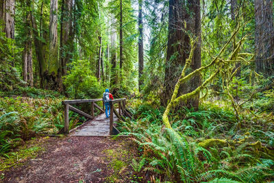 Rear view of woman walking on footbridge by trees at national park