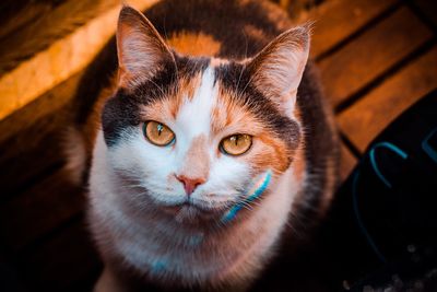 Close-up portrait of a cat