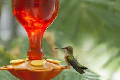 Close-up of bird feeder against blurred background