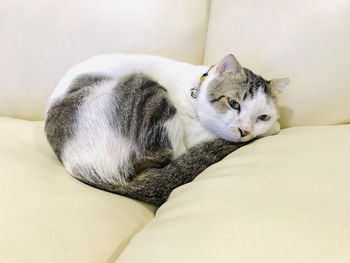 Cat resting on bed at home