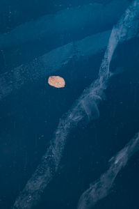 Close-up of fish swimming in sea