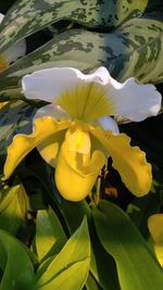 Close-up of yellow flower