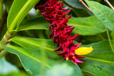 Close-up of red flowering plant