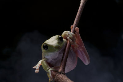 Close-up of frog on branch against black background