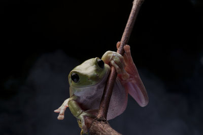 Close-up of hand holding lizard against black background