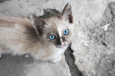 High angle portrait of a kitten