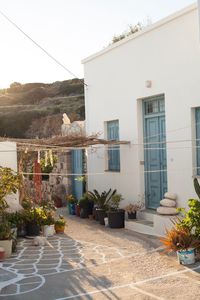 Potted plants by residential buildings in city