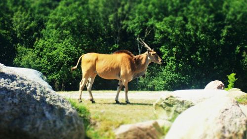 Horse standing on rock against trees