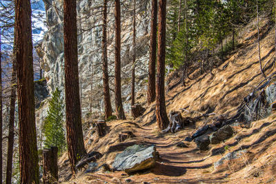 Pine trees in forest