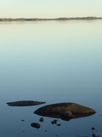 View of duck swimming in lake