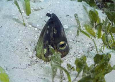 High angle view of fish in water