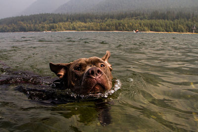Portrait of dog in lake