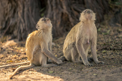 Close-up of monkey