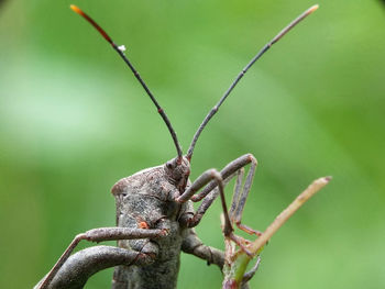 Close-up of insect on plant