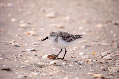 Close-up of bird on sand